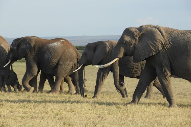 Amboseli Day Tour from Nairobi - The Maasai Community Visit, and the Real Cost Question