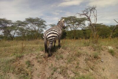Amboseli Day Trip from Nairobi