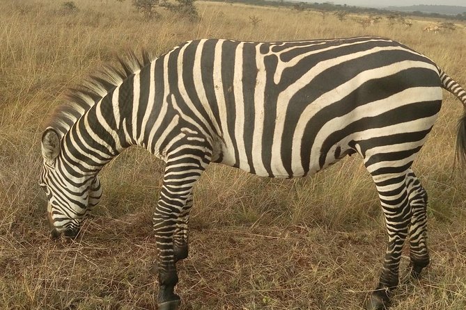 Amboseli Day Trip from Nairobi - Lunch inside the park: hotel meal or Observation hill packed lunch