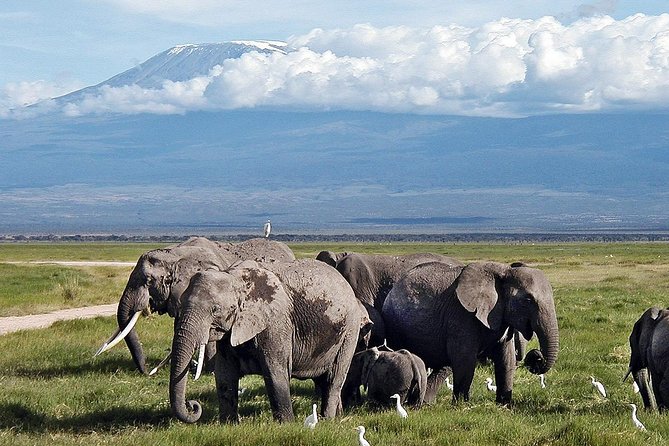 Amboseli Day Trip from Nairobi - The Maasai village add-on, if you want cultural context