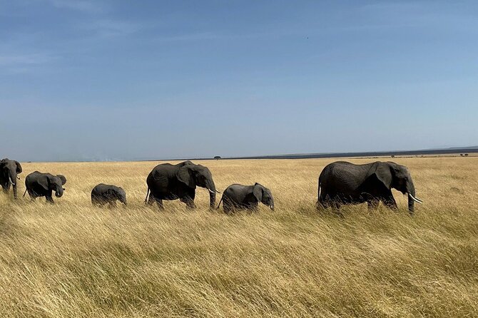 Amboseli day trip with pick up - Key highlights worth your attention