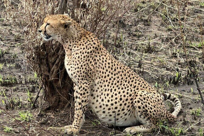 Amboseli day trip with pick up - Why this 5am Amboseli day trip works (and what it means for you)