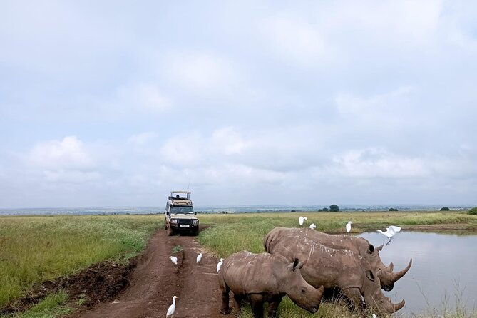 Amboseli day trip with pick up - Afternoon safari and exiting the park