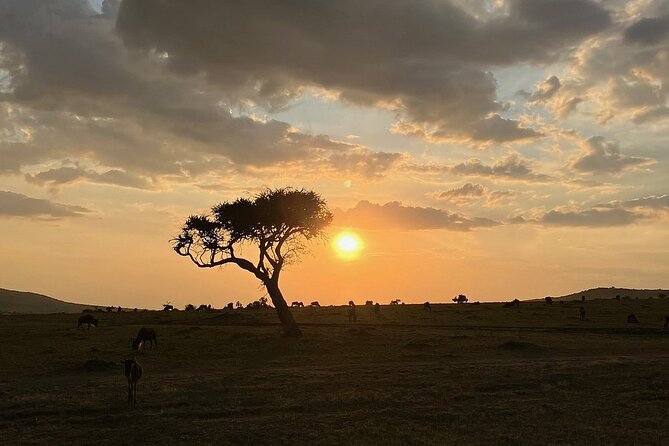Amboseli day trip with pick up - First stop in Amboseli: morning game drive with prime spotting time