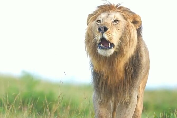 Amboseli Day Trip with Pickup - Should you book this day trip, yes or no?