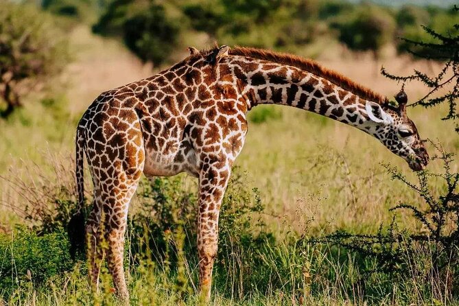 Amboseli Day Trip with Pickup - Entering Amboseli National Park, and how the Kilimanjaro backdrop changes everything