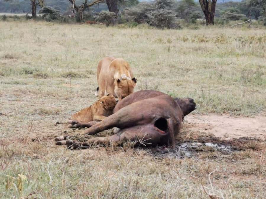 Amboseli National Park 3-Day Safari from Nairobi - Key highlights that matter before you book