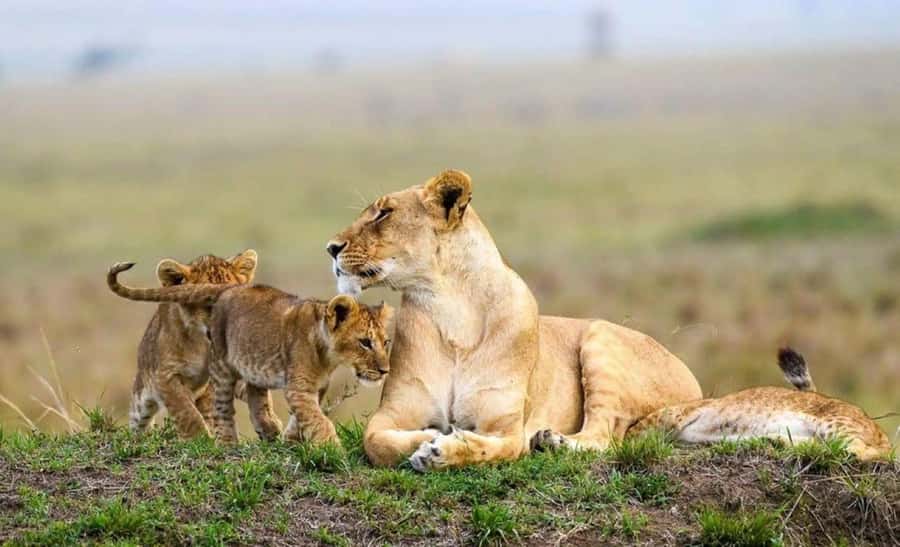Amboseli National Park 3-Day Safari from Nairobi - Why Amboseli and Kilimanjaro views are the big reason to go