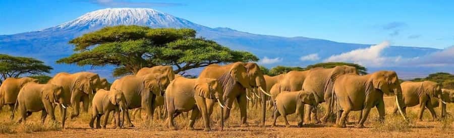 Amboseli National Park 3-Day Safari from Nairobi - Game drives with a pop-up roof, and how to use it well