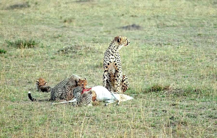 Amboseli National Park 3-Day Safari from Nairobi - Observation Hill and swamp views where animals come looking