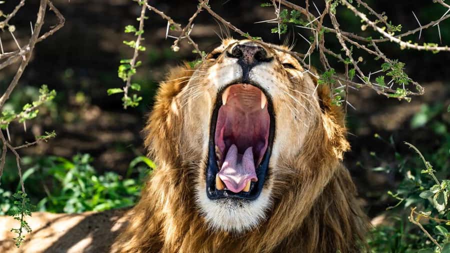 Amboseli National Park 3-Day Safari from Nairobi - Your two nights of full board: camp life vs lodge life