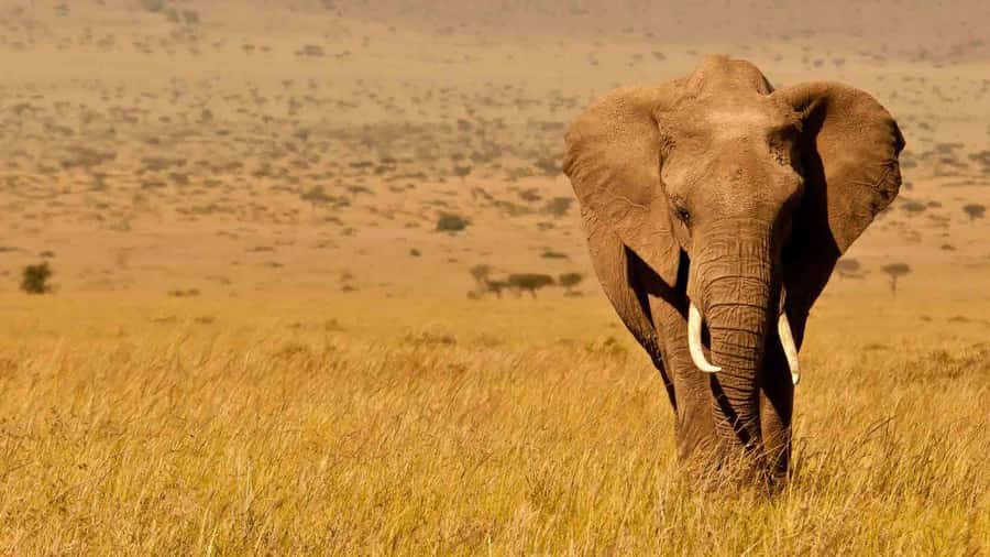 Amboseli National Park 3-Day Safari from Nairobi - Nairobi to Amboseli, and how travel time affects your safari