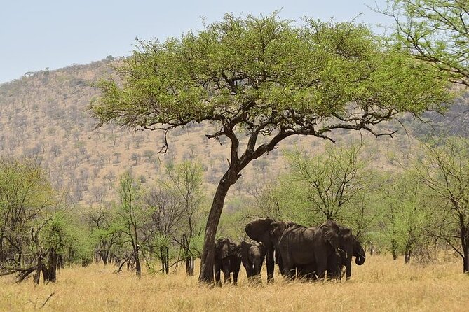 Amboseli National Park Day tour; Free Wifi Connection - Why Amboseli and Kilimanjaro look best on a 5:00 am start