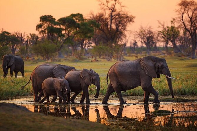 Amboseli National Park Day tour; Free Wifi Connection - The morning game drive in Amboseli National Park: where the day starts to pay off