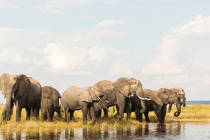 Amboseli National Park Day tour; Free Wifi Connection - Lunch at OLTUKAI lodge and the midday pace: optional, so plan your priorities