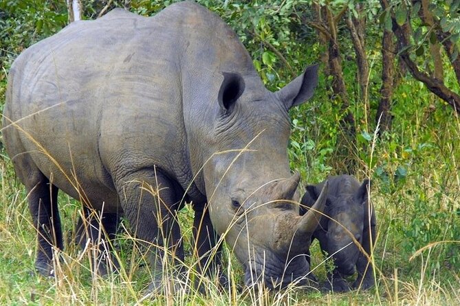 Amboseli National Park Day tour; Free Wifi Connection - The short afternoon drive: what it buys you before you head back