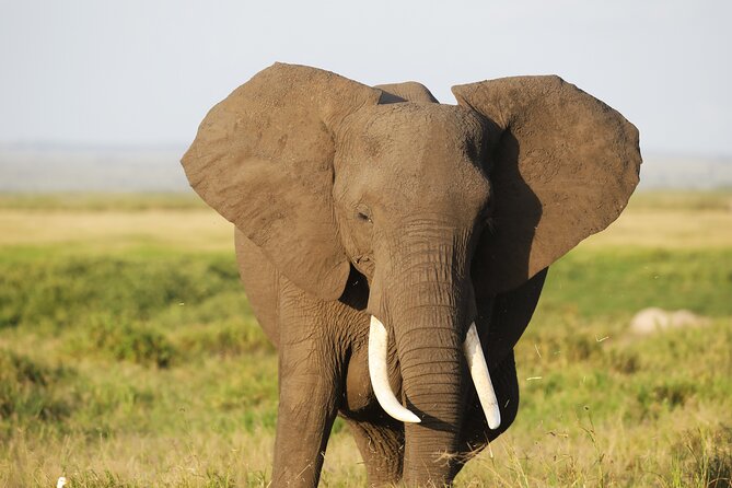 Amboseli National Park Day tour; Free Wifi Connection - Price and logistics: what $199 really turns into for your day