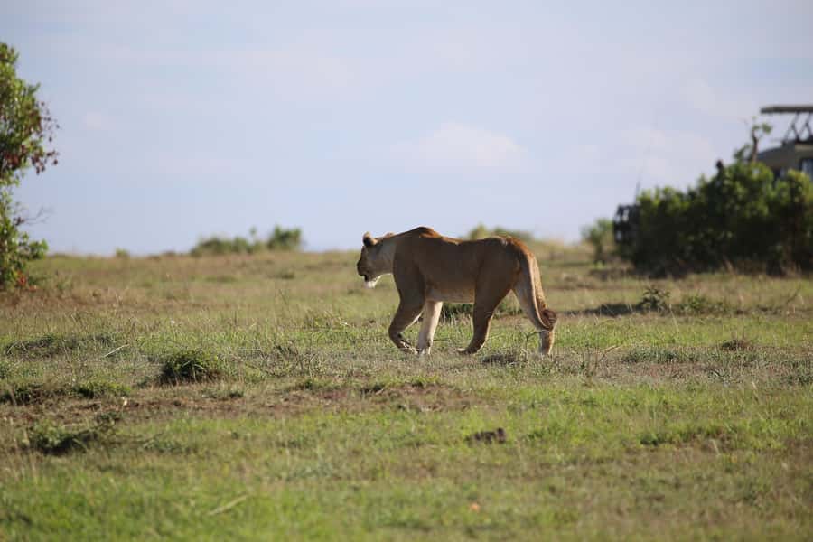 Amboseli National Park Day Trip and Maasai Village Visit - From Nairobi to Amboseli, How the Day Really Flows