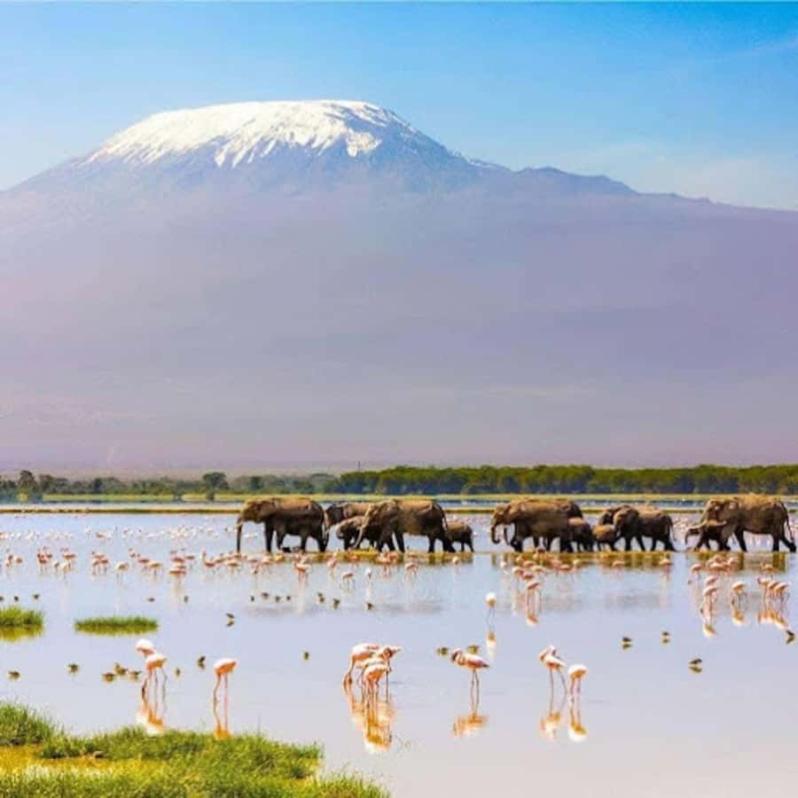 Amboseli National Park Day Trip and Maasai Village Visit - Timing and Route Issues That Can Affect Your Animal Count