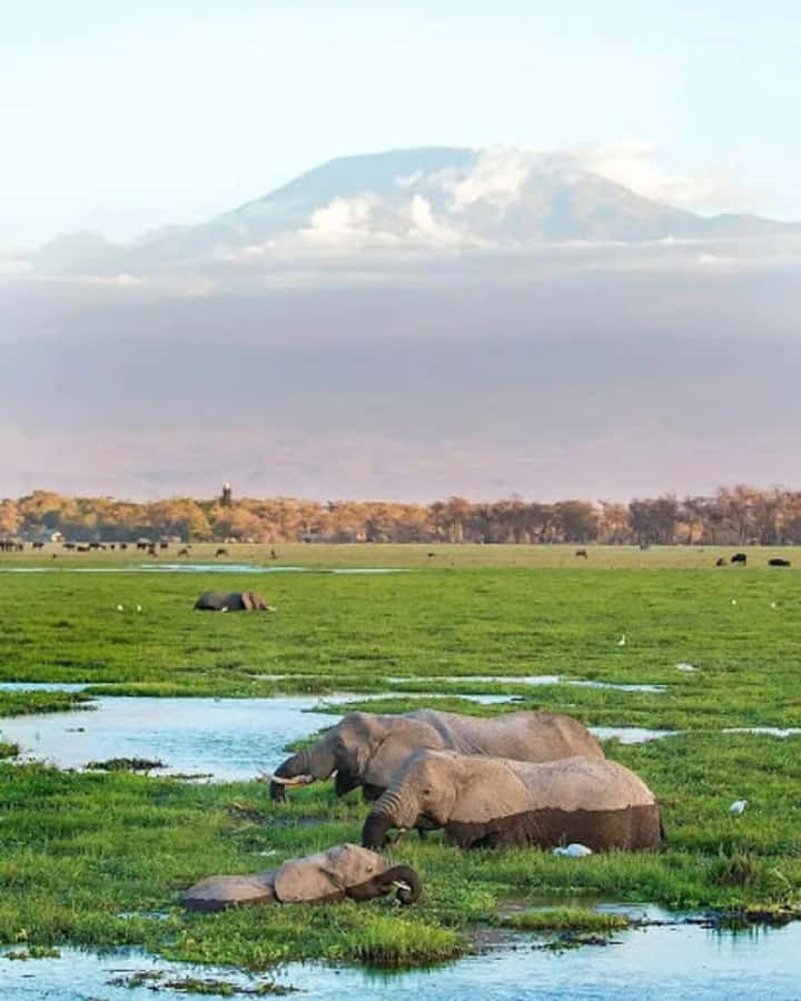 Amboseli National Park Day Trip and Maasai Village Visit - The Open-Roof Van, Viewing Comfort, and Photo Reality