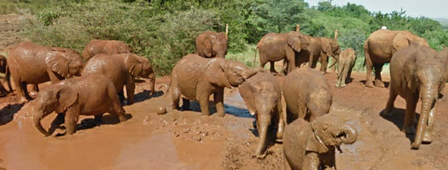 Amboseli National Park Day Trip from Nairobi - Key highlights worth planning around