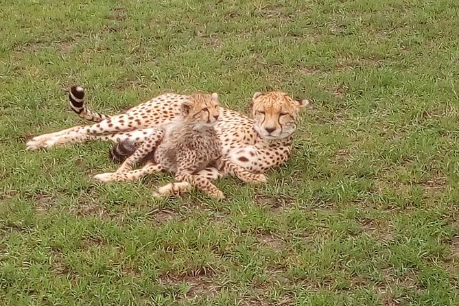 Amboseli National park Day trip:Mt kilimanjaro Views - Key highlights in plain terms