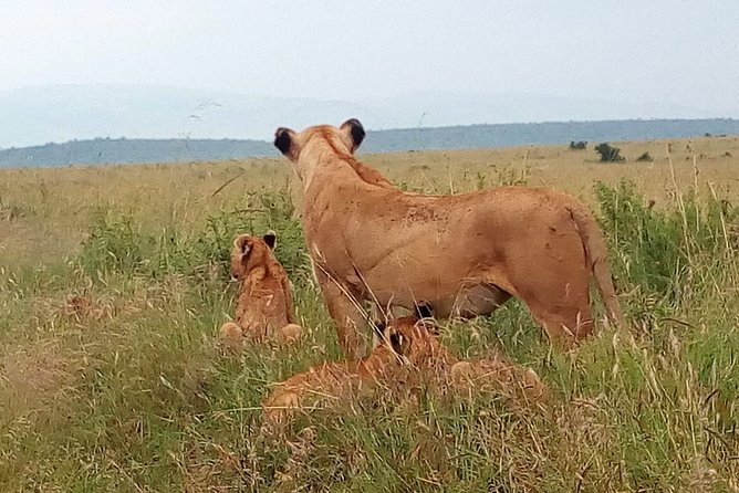 Amboseli National park Day trip:Mt kilimanjaro Views - Lunch, bottled water, and the on-site pool break