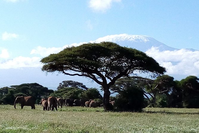 Amboseli National park Day trip:Mt kilimanjaro Views - Private tour value: what you get for the $190 per person