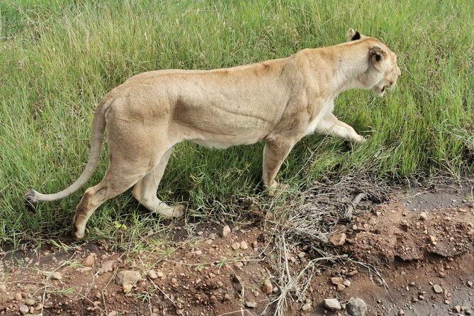Amboseli National park Day trip:Mt kilimanjaro Views - Should you book this Amboseli National Park day trip?