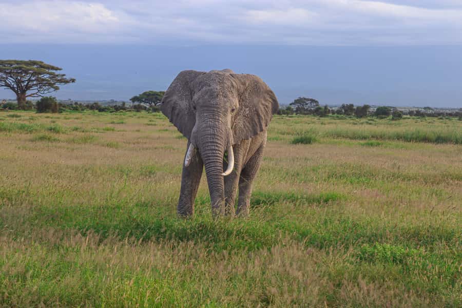 Amboseli National Park: Daytrip from Nairobi in a 4X4 Jeep - Key things that make this Amboseli trip work