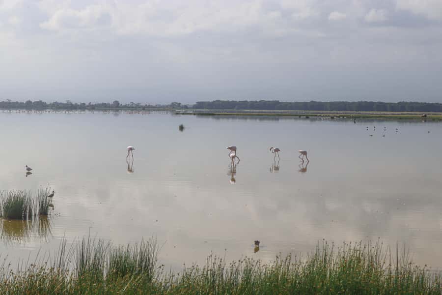Amboseli National Park: Daytrip from Nairobi in a 4X4 Jeep - The straight plan: Nairobi to Amboseli and back in one day