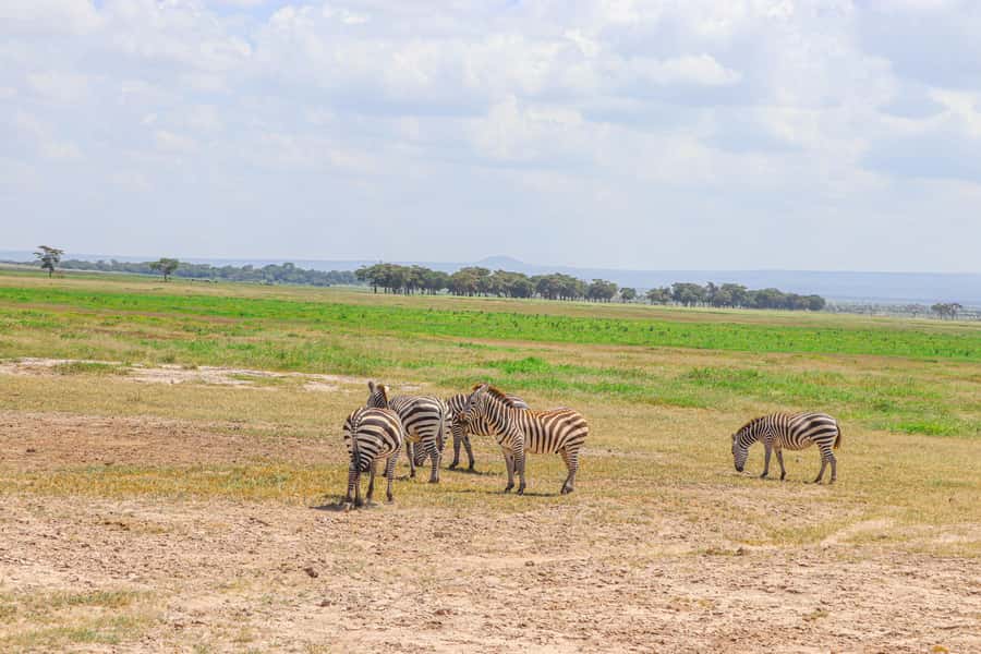 Amboseli National Park: Daytrip from Nairobi in a 4X4 Jeep - The flow inside the park: how the hours are likely to feel