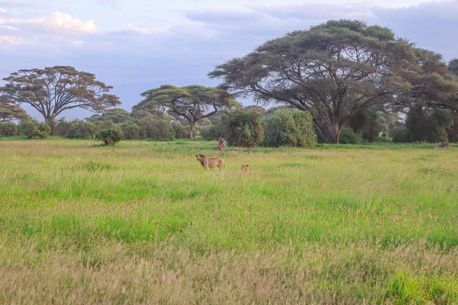 Amboseli National Park: Daytrip from Nairobi in a 4X4 Jeep - Lunch at Kibo Safari Camp: the break you need, not just a meal