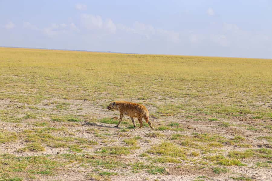Amboseli National Park: Daytrip from Nairobi in a 4X4 Jeep - Getting back to Nairobi: when to plan for tiredness