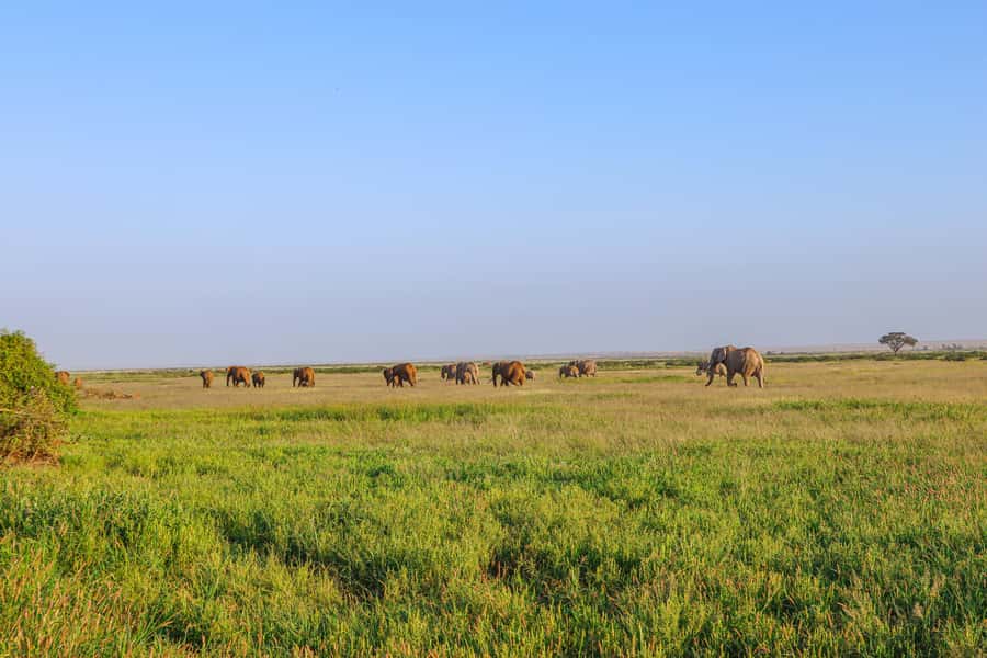 Amboseli National Park: Daytrip from Nairobi in a 4X4 Jeep - Price and value: is $280 per person worth it?