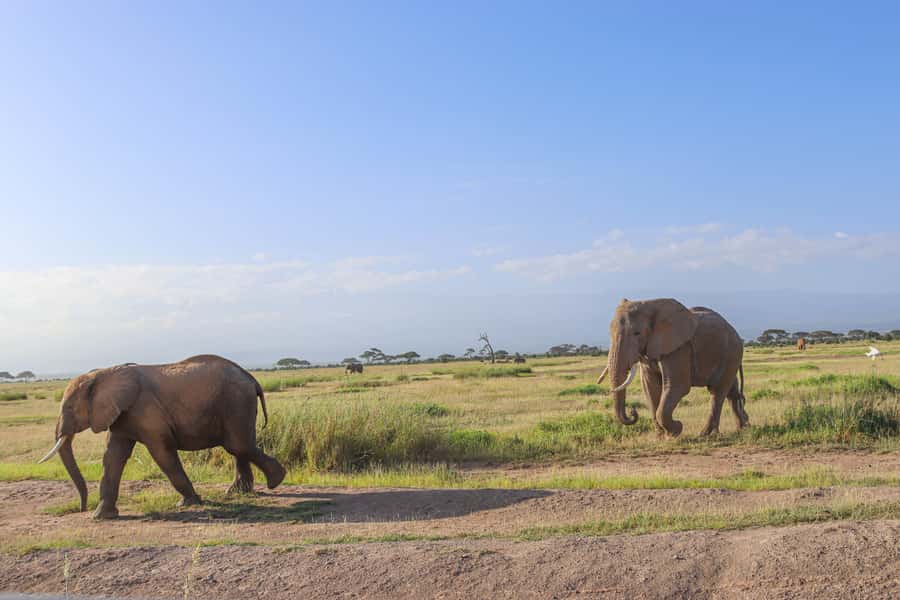 Amboseli National Park: Daytrip from Nairobi in a 4X4 Jeep - What to bring, and how to stay comfortable in rain or shine
