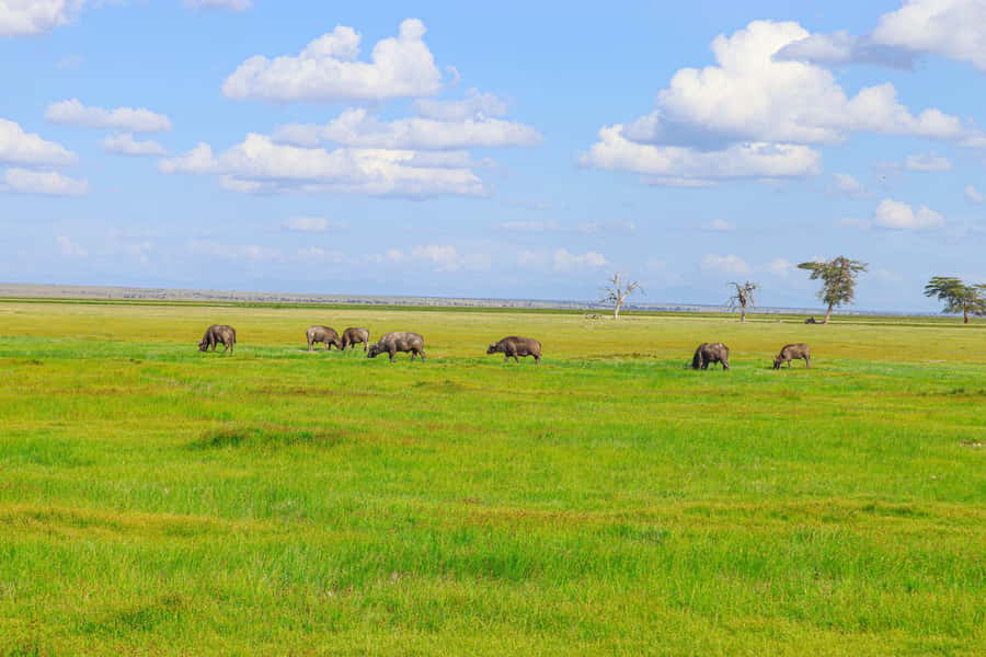 Amboseli National Park: Daytrip from Nairobi in a 4X4 Jeep - Crossing Maasai territory before the safari: what to watch for
