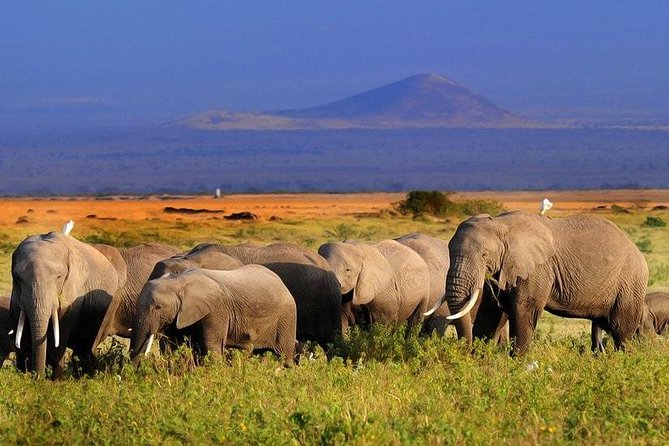 Amboseli National Park Full Day Guided Tour - Kilimanjaro views: when you get them, and how to be ready