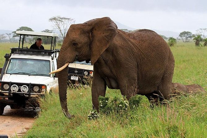 Amboseli National Park Full Day Guided Tour - A private guide can make the day feel faster