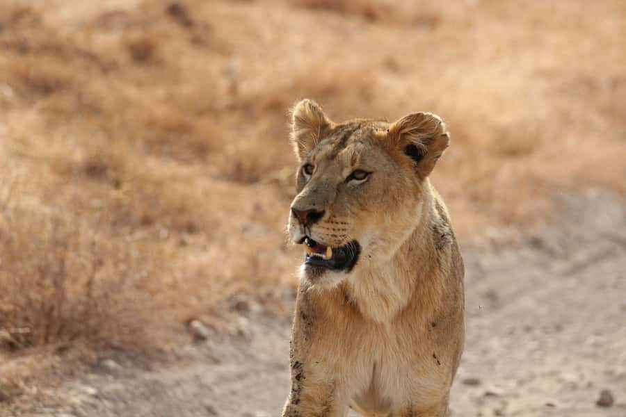 Amboseli National Park: Full Day Tour From Nairobi - Key Highlights You’ll Want to Know Before You Go