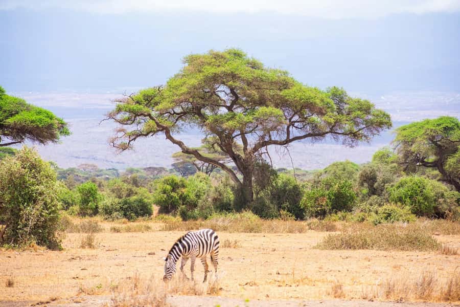 Amboseli National Park: Full Day Tour From Nairobi - Sunrise Timing and Kilimanjaro Views From Nairobi