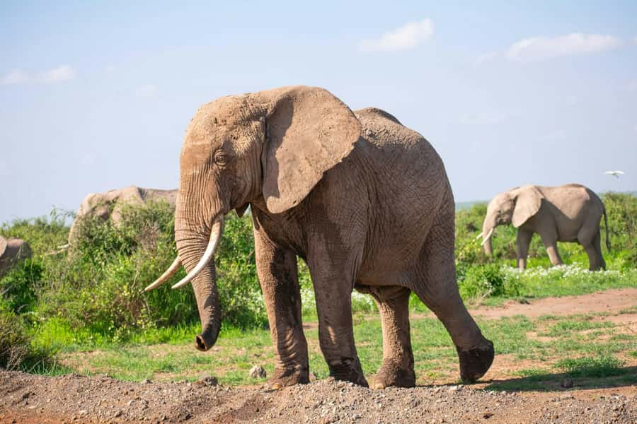 Amboseli National Park: Full Day Tour From Nairobi - Inside Amboseli National Park: What Your Game Drive Really Delivers