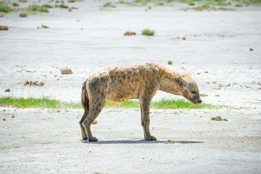 Amboseli National Park: Full Day Tour From Nairobi - Wildlife Spotting: Elephants, Lions, Cheetahs, and the Rest of the Cast