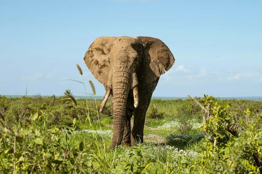 Amboseli National Park: Full Day Tour From Nairobi - Masai Village Dance: A Short Cultural Stop With an Optional Fee