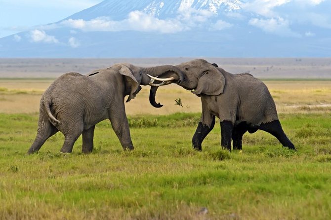 Amboseli National Park Guided Full Day Tour - An Early 5AM Start That Actually Improves Your Wildlife Odds