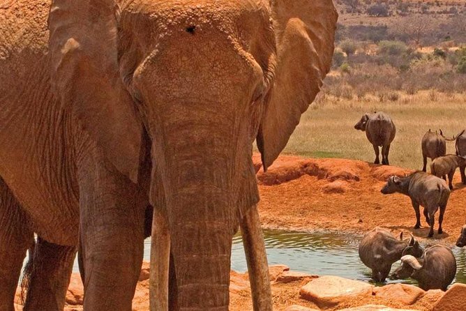 Amboseli National Park Guided Full Day Tour - Amboseli Ecosystem Stop: Elephants, Zebras, Lions, and Birdlife