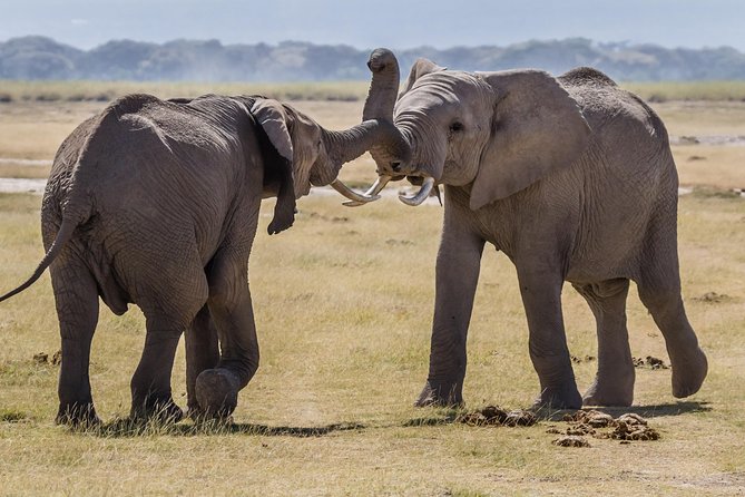 Amboseli National Park Guided Full Day Tour - How the Best Guides Turn Sightings Into a Story