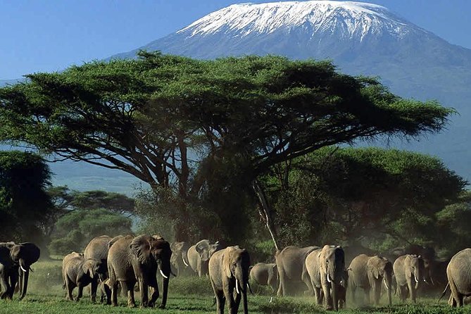 Amboseli National Park Guided Full Day Tour - A Real Look at the Day: What to Expect After 5AM