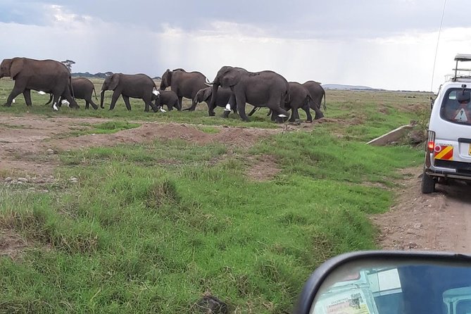 Amboseli National Park Guided Full Day Tour - Price and Value: What USD345 Buys You on a Long Safari Day