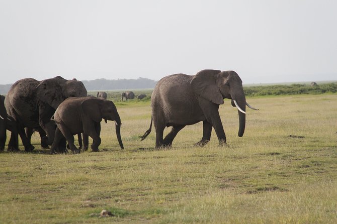 Amboseli National Park Guided Full Day Tour - What to Pack for a 14-Hour Amboseli Day